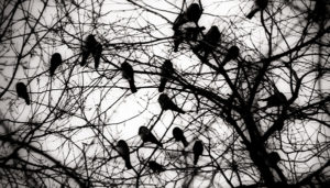 crows on tree