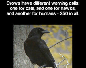 crow fact