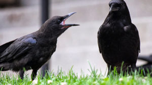 crow socialization