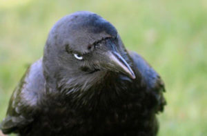 smug crow