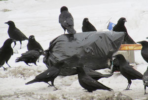 crows eating garbage