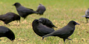 crows in field