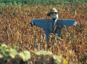 scarecrow in field - dealing with crows