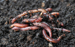 worms in ground