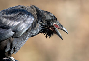 crow angry