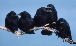 crows sitting together