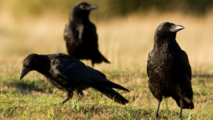 american types of crows