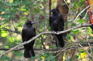 american crow life cycle stage - mating