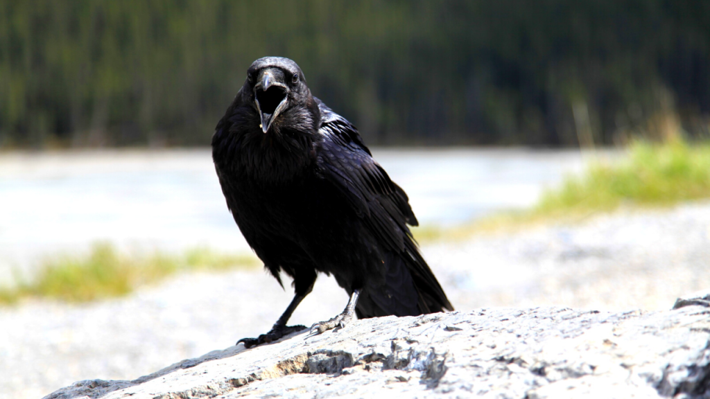 crows vision