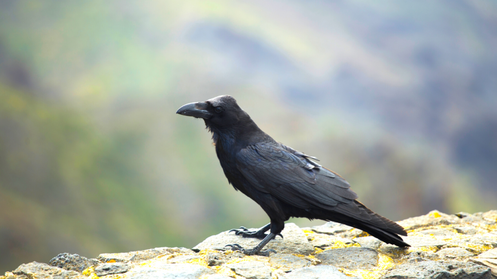 crows vision