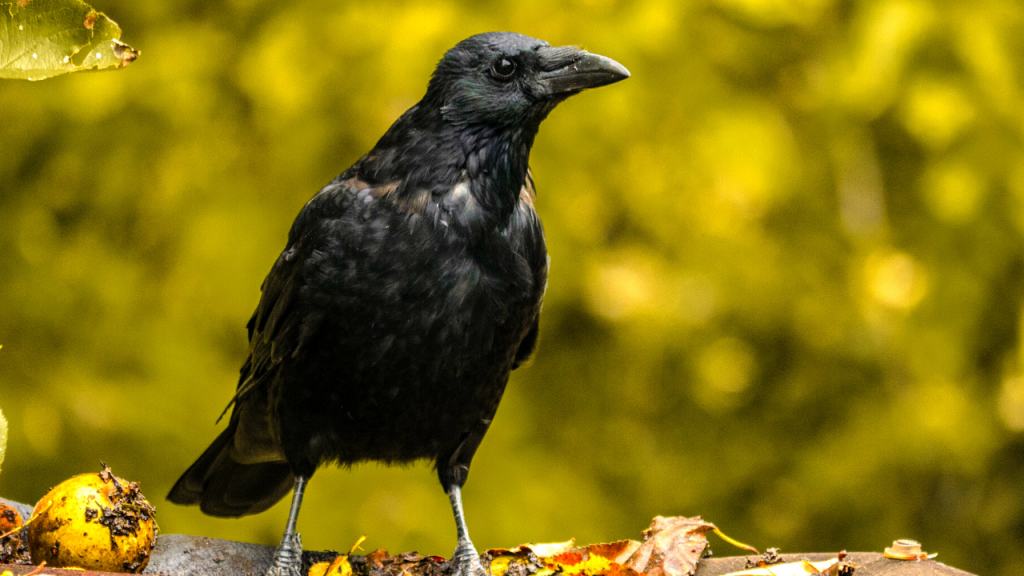 facts about crows