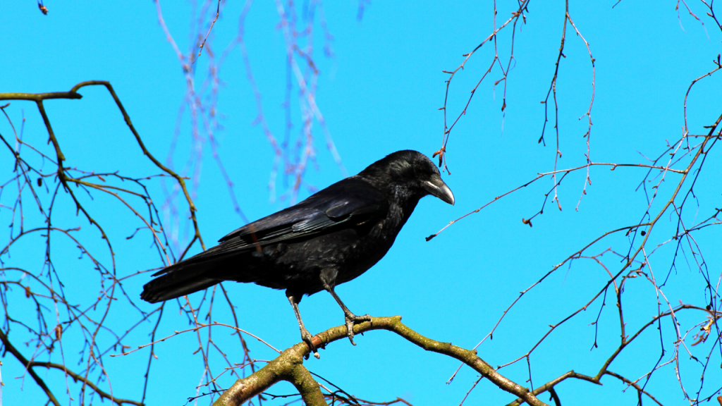 facts about crows