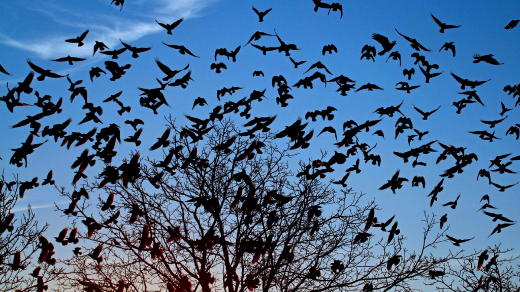 do crows migrate