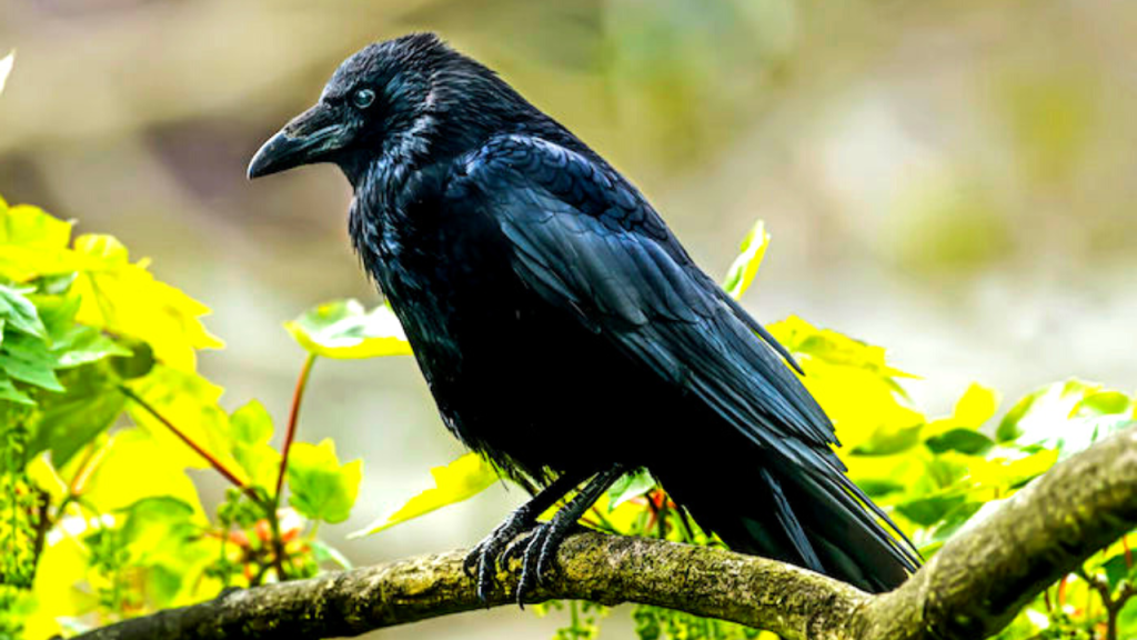 crows spiritual meaning