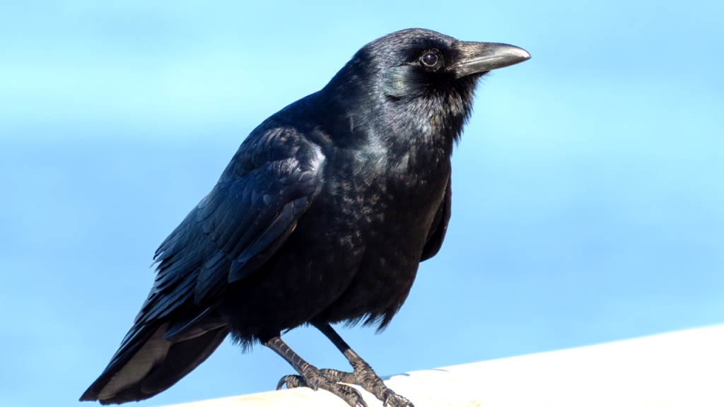 types of crows in north america