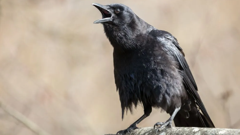 northwestern crow
