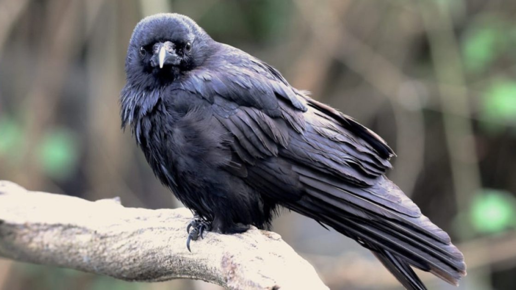 northwestern crow